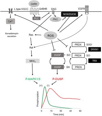 Reactive Oxygen Species Link Gonadotropin-Releasing Hormone Receptor Signaling Cascades in the Gonadotrope